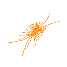 Animals Myriapods House Centipede Tracing Svg Vector, Free Vectors File